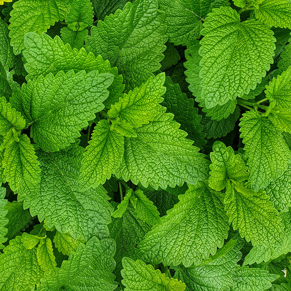 Ingredient-Texture